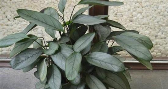飞羽竹芋怎么养？养殖过程中应注意哪些问题？