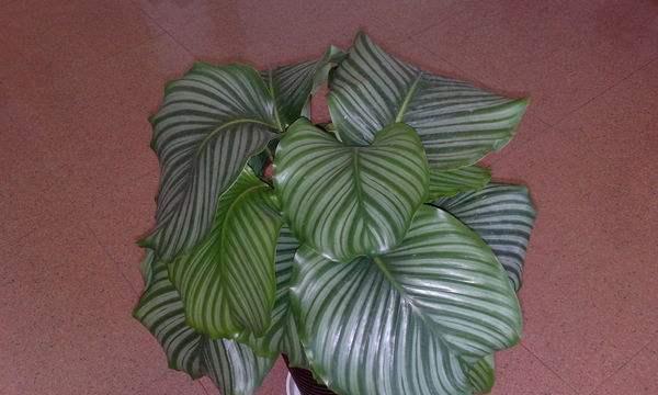 飞羽竹芋的浇水频率是多少？如何正确养护？
