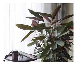 飞羽竹芋水浇多了怎么办？如何抢救过量浇水的植物？