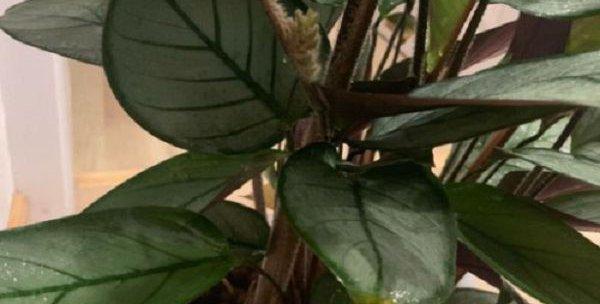 飞羽竹芋水浇多了怎么办？如何抢救过量浇水的植物？