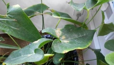飞羽竹芋叶尖干枯怎么办？如何有效预防和处理？