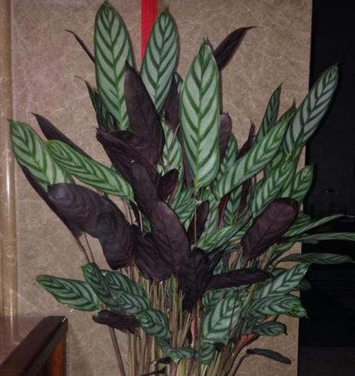 飞羽竹芋叶尖干枯怎么办？如何有效预防和处理？