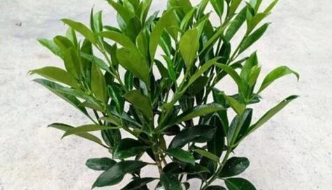 非州茉莉怎么养？养殖过程中应注意哪些问题？
