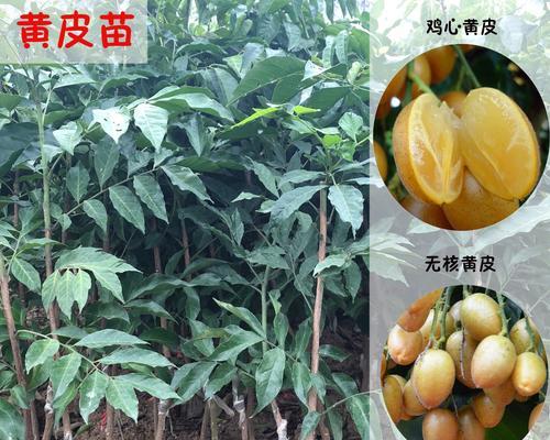 黄皮果树的风水寓意是什么？如何正确摆放以招财进宝？