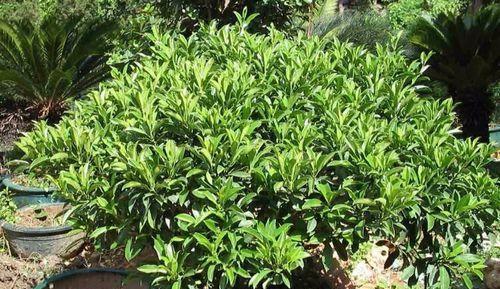 非州茉莉怎么养？养殖过程中应注意哪些问题？