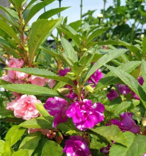 非洲凤仙花是一年生植物吗？如何正确种植和养护？