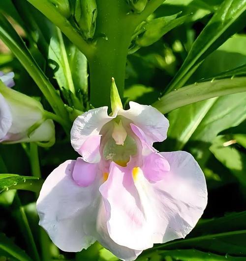 非洲凤仙花是一年生植物吗？如何正确种植和养护？