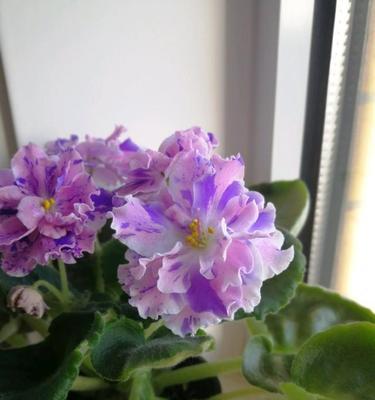 非洲堇花期是什么时候？如何正确养护以延长花期？