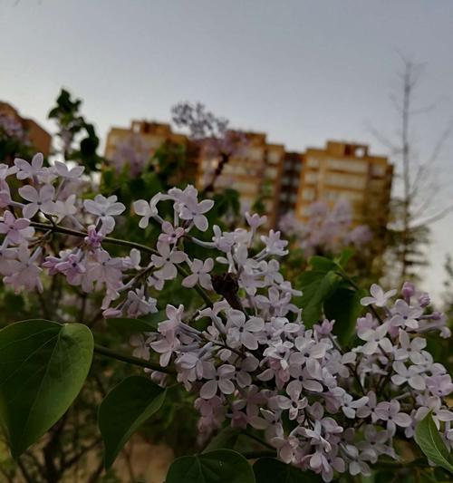 黄英的花语是什么意思？黄英寓意有哪些常见问题解答？