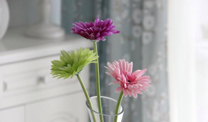 非洲菊插花养护技巧有哪些？如何延长花期？