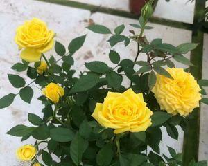 黄月季花代表什么意思？花语背后的文化含义是什么？