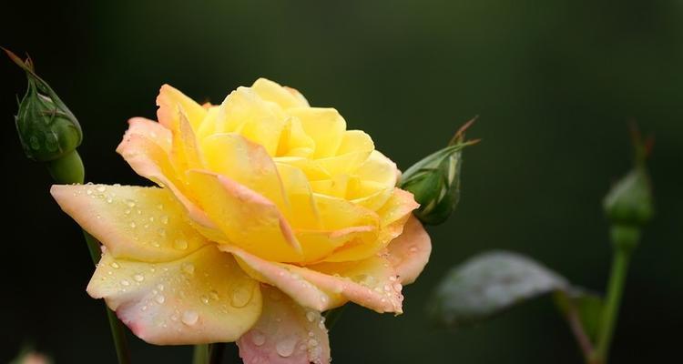黄月季花代表什么意思？花语背后的文化含义是什么？