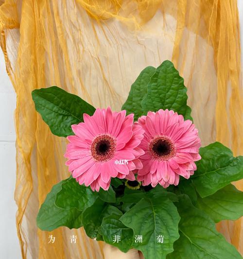 非洲菊冬天会开花吗？如何确保冬季开花？
