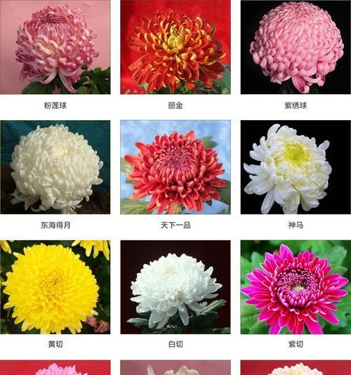 非洲菊从播种到开花需要多长时间？开花周期是多久？