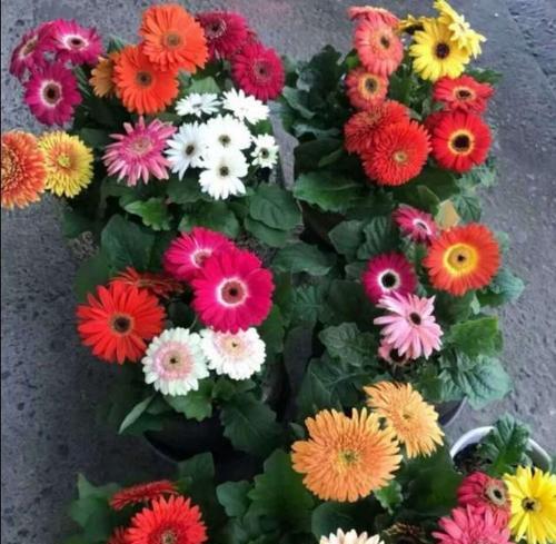 非洲菊从播种到开花需要多长时间？开花周期是多久？