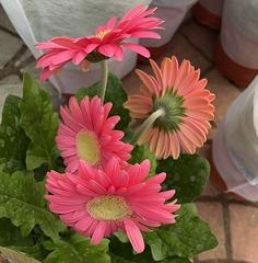 非洲菊从播种到开花需要多长时间？开花周期是多久？