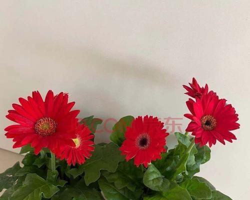 非洲菊室内养殖可行吗？需要注意哪些问题？