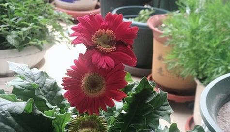 非洲菊室内养殖可行吗？需要注意哪些问题？