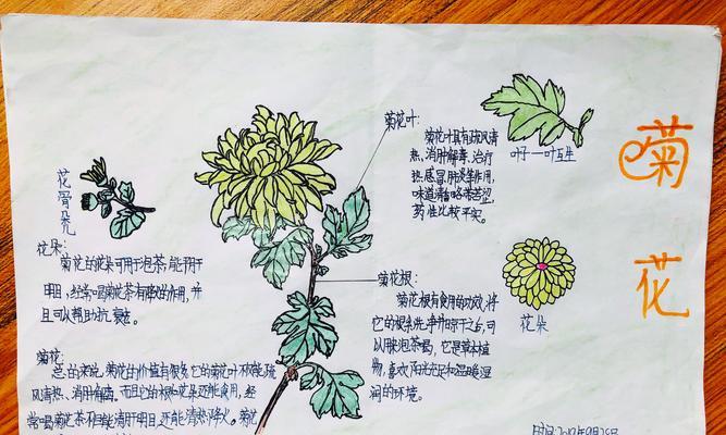 非洲菊水浇多了怎么办？如何正确浇水维护非洲菊？