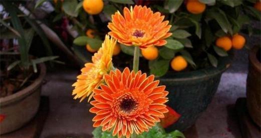 非洲菊水浇多了怎么办？如何正确浇水维护非洲菊？