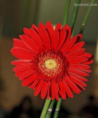 非洲菊一年能开几次花？如何确保持续开花？