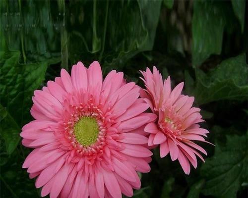 非洲菊能结种子吗？如何正确收集和保存非洲菊种子？