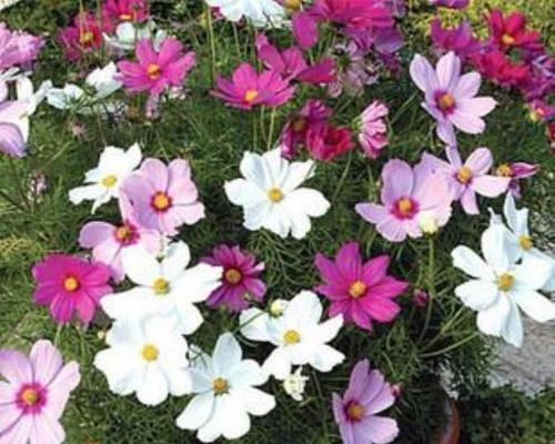 非洲菊能结种子吗？如何正确收集和保存非洲菊种子？