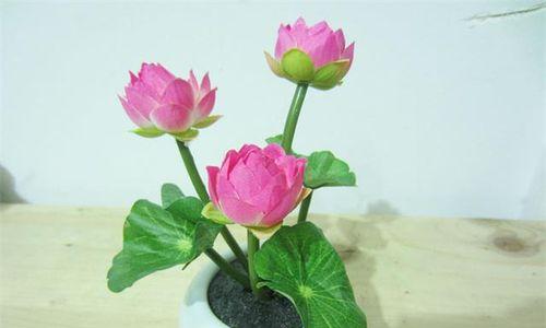家里养荷花吉利吗？种荷花的风水寓意和忌讳是什么？