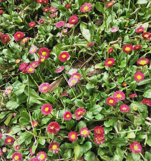 非洲菊怎么醒花？快速绽放的秘诀是什么？