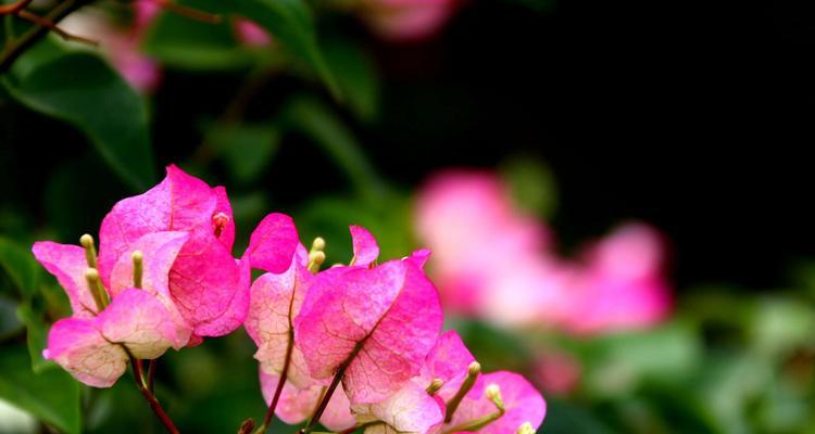 江门市花勒杜鹃的花语是什么？寓意有何特别之处？
