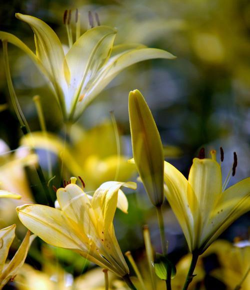 金百合花的花语是什么？它的寓意有哪些？