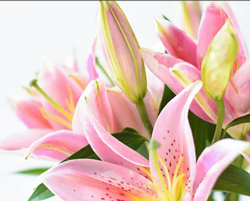 金百合花的花语是什么？它的寓意有哪些？