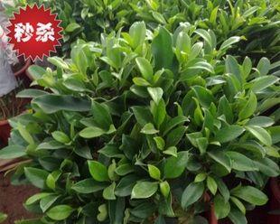 非洲茉莉如何繁殖？繁殖方法有哪些常见问题？