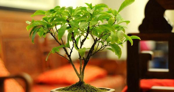 非洲茉莉什么时候修剪最好？修剪技巧有哪些？