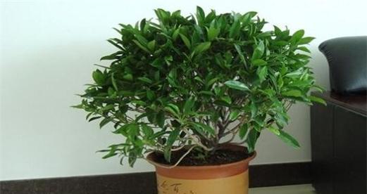 非洲茉莉什么时候修剪最好？修剪技巧有哪些？