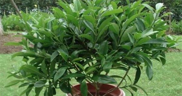 非洲茉莉养殖方法是什么？养殖过程中应注意哪些问题？