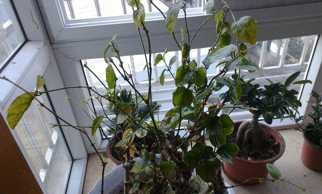 非洲茉莉掉叶子怎么办？如何正确处理和预防？