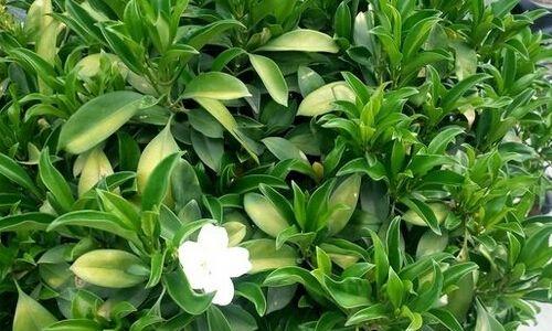 非洲茉莉掉叶子怎么办？如何正确处理和预防？