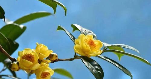 金华市花的象征意义是什么？市花的种类有哪些？