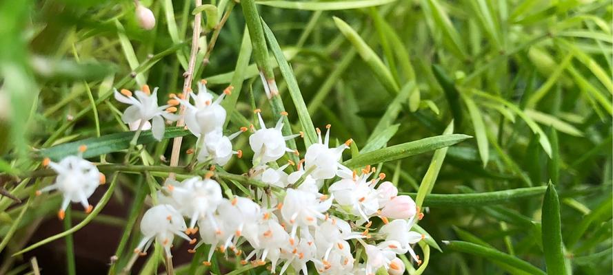 非洲茉莉冬天养护技巧？如何确保其安全过冬？