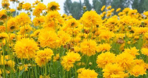 金鸡菊代表什么？金鸡菊花语有哪些含义？