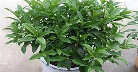 非洲茉莉多久浇一次水合适？如何判断浇水时机？