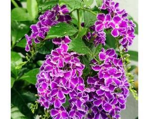 金露花的花语是什么？它的寓意有哪些常见问题？
