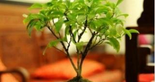 非洲茉莉如何浇水才能长得更旺盛？