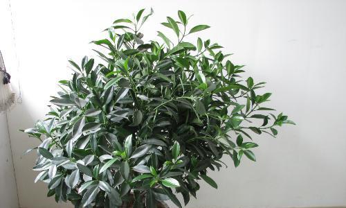 非洲茉莉如何浇水才能长得更旺盛？