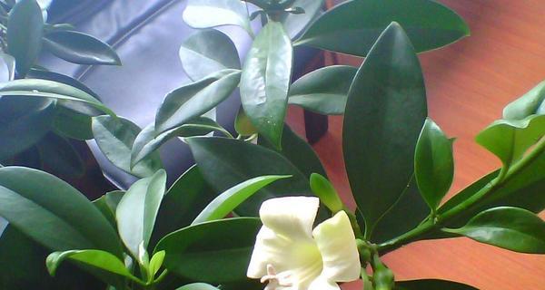 非洲茉莉会开花吗？开花时是什么样子的？