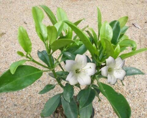 非洲茉莉会开花吗？开花时是什么样子的？