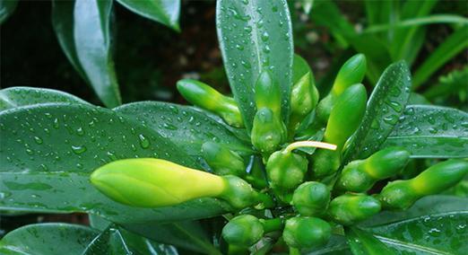 非洲茉莉会开花吗？开花时是什么样子的？