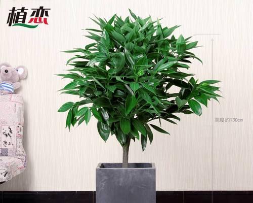 非洲茉莉耐阴吗？它真的是耐阴植物吗？