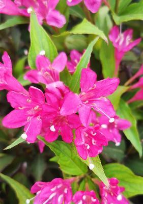 锦带花的花语是什么？它寓意着什么？